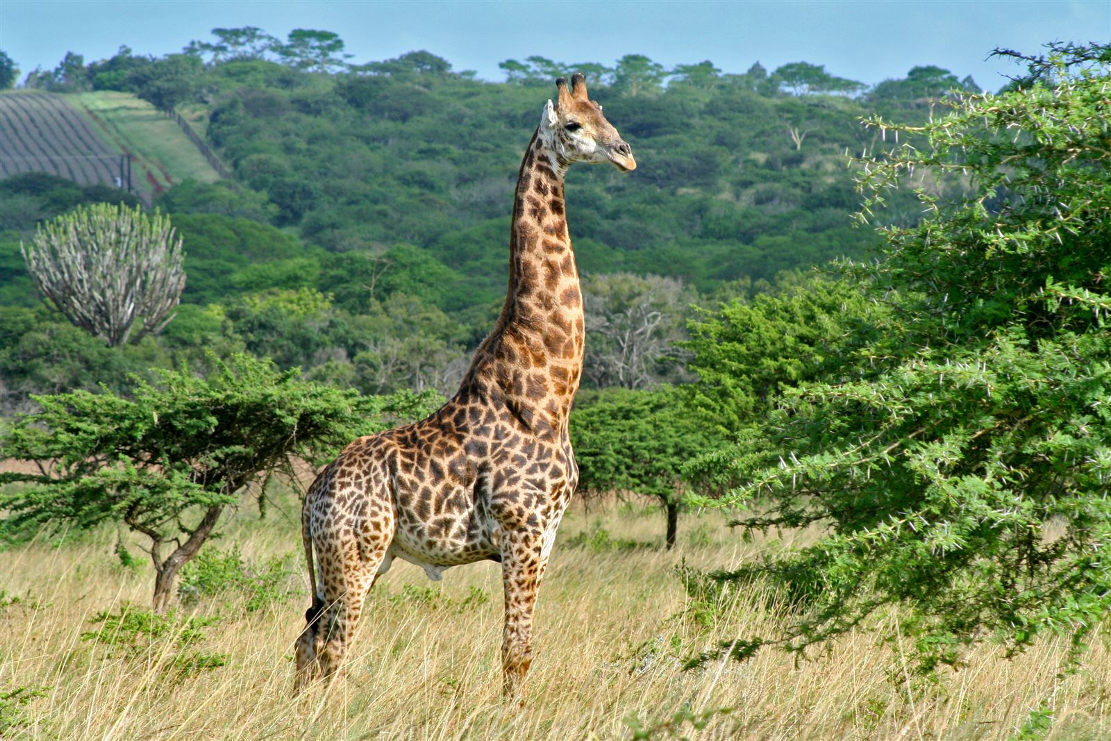 Hluhluwe Park mit Giraffe